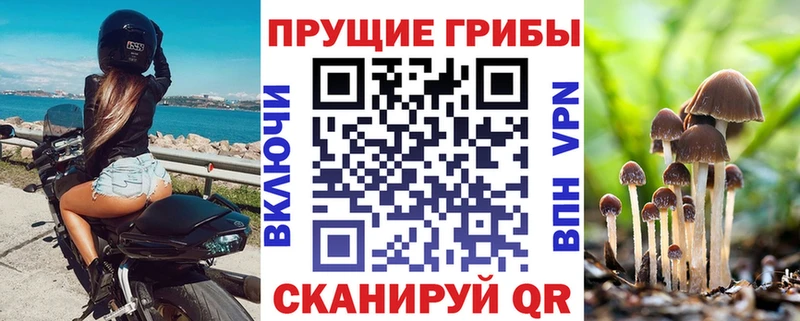 блэк спрут   хочу наркоту  Севастополь  Галлюциногенные грибы Psilocybine cubensis 